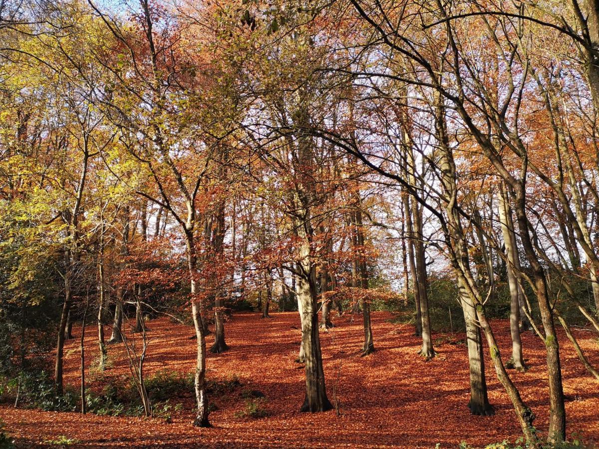 Abacus Bed And Breakfast, Blackwater, Hampshire 캠벌리 외부 사진